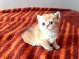 Mükemmel British Shorthair Yavrular