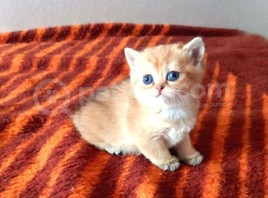 Mükemmel British Shorthair Yavrular görsel
