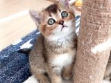 Mükemmel British Shorthair Yavrular