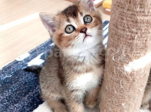 Mükemmel British Shorthair Yavrular görsel