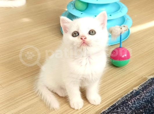 Mükemmel British Shorthair Yavrular