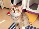 Mükemmel British Shorthair Yavrular