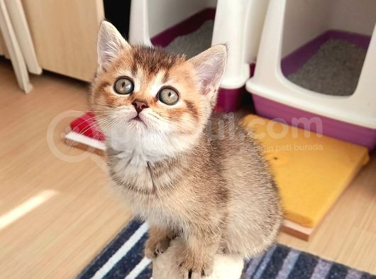 Mükemmel British Shorthair Yavrular görsel