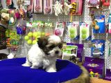 ORİJİNAL SHIH TZU YAVRULARIMIZ VONALP GARANTİSİYE