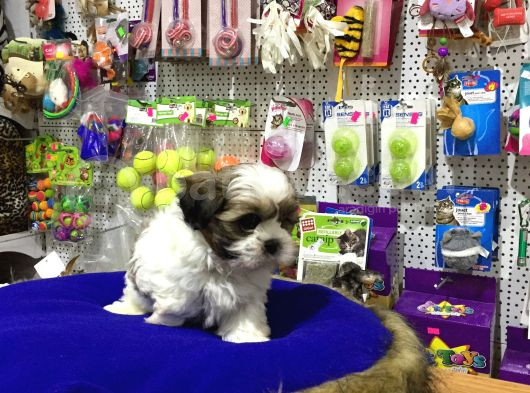 Ori̇ji̇nal Shih Tzu Yavrularimiz Vonalp Garanti̇si̇ye