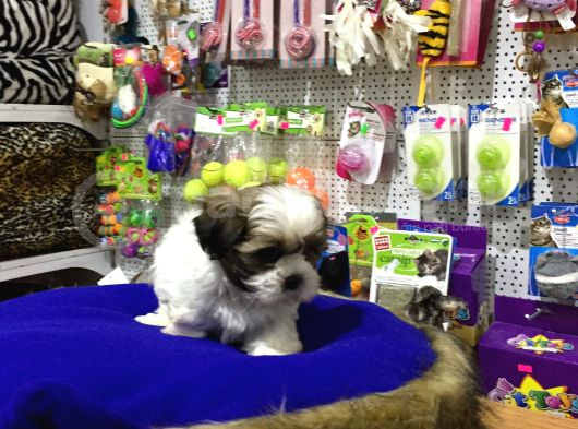 Ori̇ji̇nal Shih Tzu Yavrularimiz Vonalp Garanti̇si̇ye görsel
