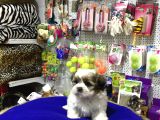 Ori̇ji̇nal Shih Tzu Yavrularimiz Vonalp Garanti̇si̇ye