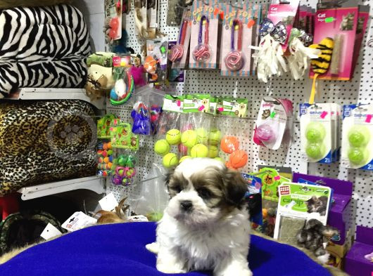 Ori̇ji̇nal Shih Tzu Yavrularimiz Vonalp Garanti̇si̇ye görsel