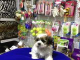 Ori̇ji̇nal Shih Tzu Yavrularimiz Vonalp Garanti̇si̇ye