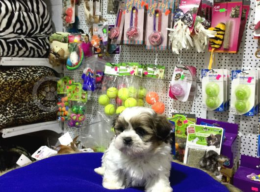 Ori̇ji̇nal Shih Tzu Yavrularimiz Vonalp Garanti̇si̇ye görsel