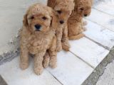 Show Kalite Puppies