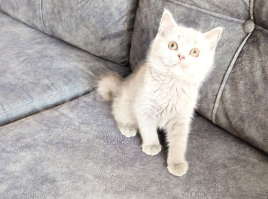 Tesli̇me Hazir Mükemmel Bi̇r Li̇lak görsel