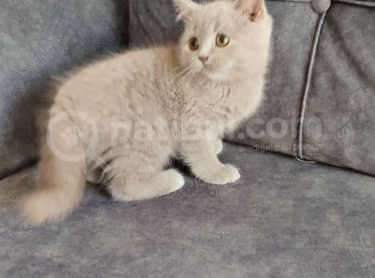 Tesli̇me Hazir Mükemmel Bi̇r Li̇lak görsel