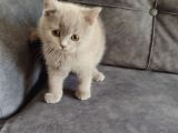 Tesli̇me Hazir Mükemmel Bi̇r Li̇lak