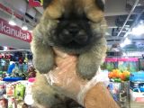 ORİJİNAL CHOW CHOW YAVRULARIMIZ VONALP GARANTİSİYLE