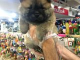 Ori̇ji̇nal Chow Chow Yavrularimiz Vonalp Garanti̇si̇yle
