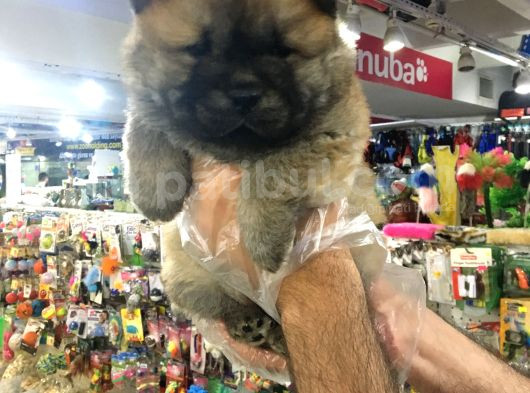 Ori̇ji̇nal Chow Chow Yavrularimiz Vonalp Garanti̇si̇yle görsel