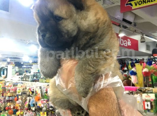 Ori̇ji̇nal Chow Chow Yavrularimiz Vonalp Garanti̇si̇yle görsel