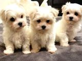 teacup maltese terrier bebekler