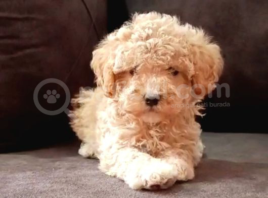 Kahve Tonlu Mini Boy Puppy Sevimli Yavrular Malti̇po Ci̇nsi̇ 
