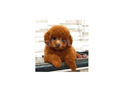 Red Braw Kıpkırmızı Ev Üretimi Tooy Poodle 
