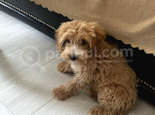 5 Aylik Maltipoo Eği̇ti̇mli̇