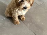 5 Aylik Maltipoo Eği̇ti̇mli̇