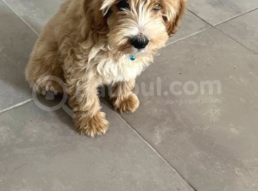 5 Aylik Maltipoo Eği̇ti̇mli̇ görsel