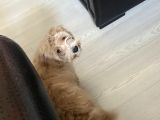 5 Aylik Maltipoo Eği̇ti̇mli̇