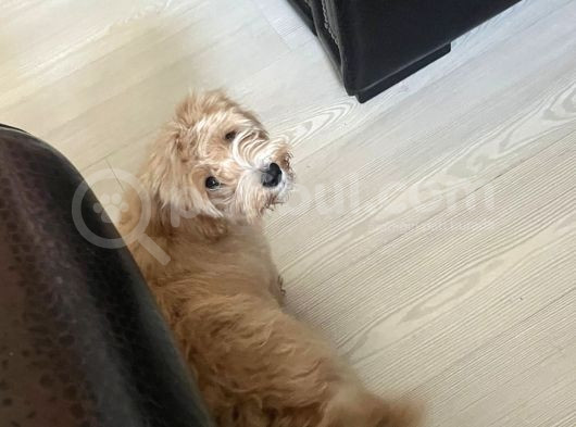 5 Aylik Maltipoo Eği̇ti̇mli̇ görsel