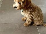 5 Aylik Maltipoo Eği̇ti̇mli̇