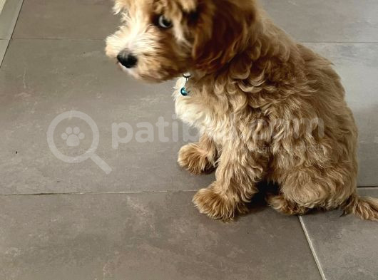 5 Aylik Maltipoo Eği̇ti̇mli̇ görsel