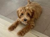 5 Aylik Maltipoo Eği̇ti̇mli̇