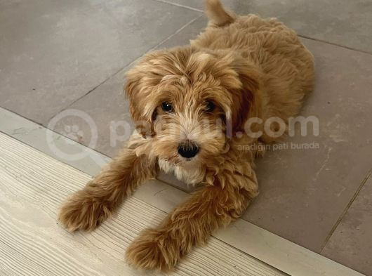 5 Aylik Maltipoo Eği̇ti̇mli̇ görsel