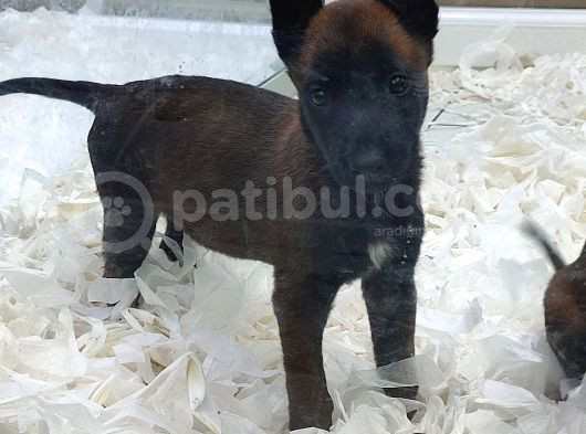Safkan Malinoa Yavrular görsel