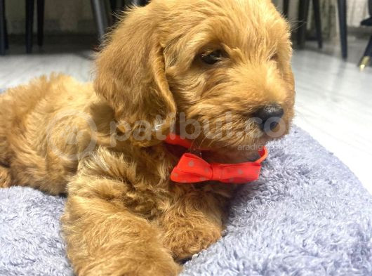 3 Aylık Maltipoo A Kalite görsel