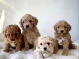 Kahve tonlu mini boy puppy sevimli yavrular MALTİPO CİNSİ 