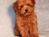Tooy poodle cinsi yavrular Dişi erkek mevcuttur 