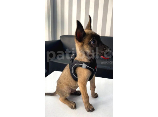 Çiftliğimizden Özel Belçika Malinois Kurdu Yavrularımız