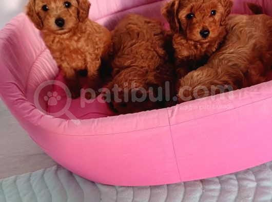Poodle Ayarında Mini Boy Maltipoo Yavrularımız