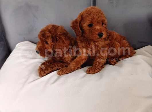 Poodle Ayarında Mini Boy Maltipoo Yavrularımız görsel