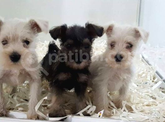 Minyatür Schnauzer Yavruları Mama Ve Malzeme Kampanyalı görsel