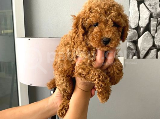 Orjinal Aşılı Ve Aşırı Tatlı Minik Poodle Bebeğim görsel