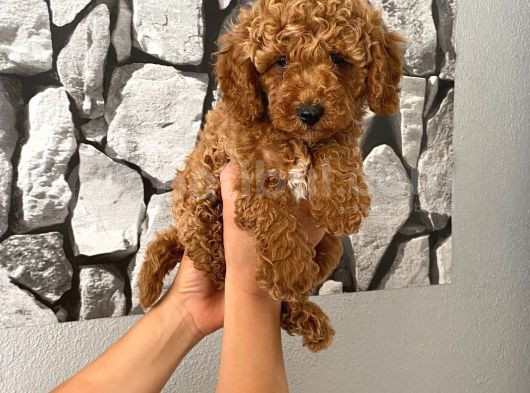 Orjinal Aşılı Ve Aşırı Tatlı Minik Poodle Bebeğim görsel