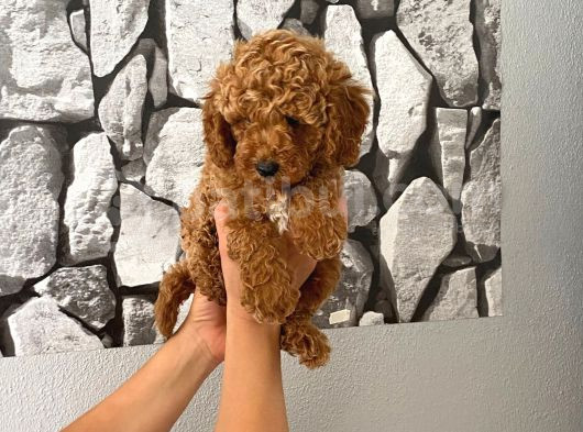 Orjinal Aşılı Ve Aşırı Tatlı Minik Poodle Bebeğim görsel
