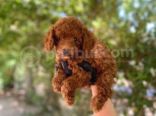 Üst Kalitede En Orjinal Toy Poodle Yavrum görsel