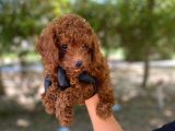 Üst Kalitede En Orjinal Toy Poodle Yavrum