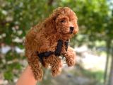 Üst Kalitede En Orjinal Toy Poodle Yavrum