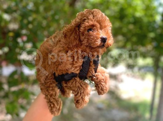 Üst Kalitede En Orjinal Toy Poodle Yavrum görsel