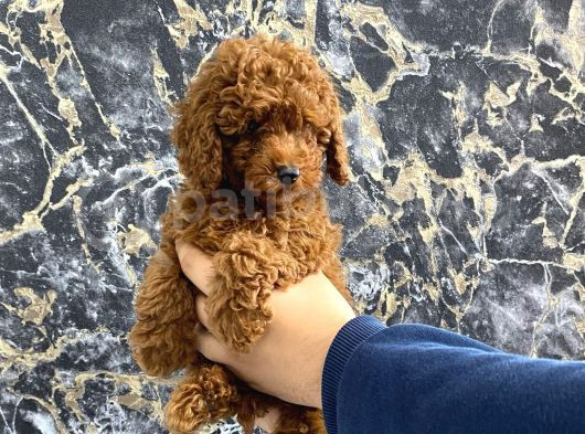 Kıvırcık Poodle Bebeğim Wc Eğitimli Ve Aşılıdır görsel